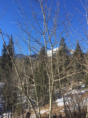 photo of aspen in the woods